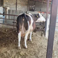 تلیسه.۷ماه.نیم.ابستن|حیوانات مزرعه|سبزوار, رباط|دیوار