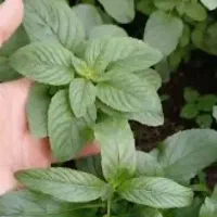 بوته سرسم.|خوردنی و آشامیدنی|تهران, شهرک ولیعصر جنوبی|دیوار