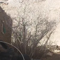 نهال انجیر محلی زرد