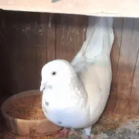 فروش گفتر یا کبوتر|پرنده|پرند, فاز ۵|دیوار