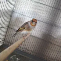 سهره قناری دهن لر کامل بدونه ایراد