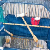 فنج های مولد جف باقفسو بدون قفس بشرط جوجه|پرنده|قم, شاه ابراهیم|دیوار