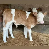 سیمینتال اصیل وارداتی مخصوص پرواری|حیوانات مزرعه|انبارآلوم, |دیوار