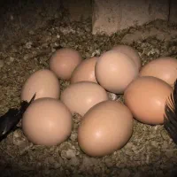 تخم مرغ محلی تازه