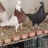 کفترها فروشی