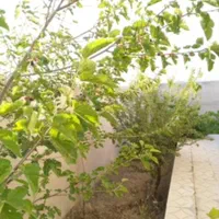 فروش ویلای ۵۰۰ متری در روستای فتح آباد|فروش خانه و ویلا|کمیجان, |دیوار
