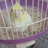 عروس هلندی دستی و مولد|پرنده|اسلام‌شهر, شهرک مهدیه|دیوار