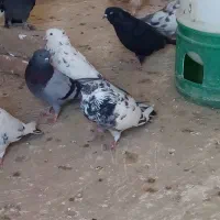 کفتر|پرنده|ارومیه, |دیوار