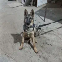 واگذاری ژرمن