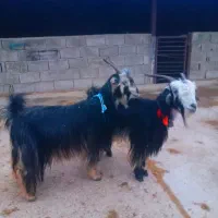 یه جفت بز روزگاری|حیوانات مزرعه|ایذه, |دیوار