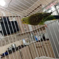 مرغ عشق|پرنده|میانه, |دیوار