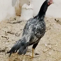 خروس لاری طوسی اوشامو