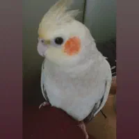 عروس هلندی گمشده