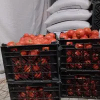 گوجه|خوردنی و آشامیدنی|مرودشت, استادیوم|دیوار