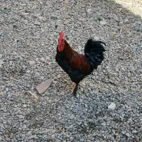 تخم مرغ تازه کوشین و مرندی|حیوانات مزرعه|خان ببین, |دیوار