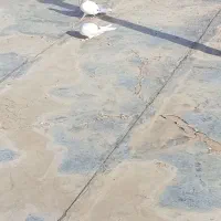 یک جفت|پرنده|بسطام, |دیوار