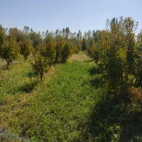 فروش باغ الوان در روستای باغستان ارومیه