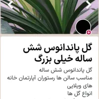 گوش فیلی۷۰۰هزار|گل و گیاه طبیعی|کرمانشاه, |دیوار
