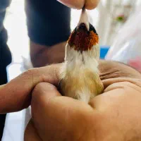 سهره سرسیاه گل بلند کرواتی