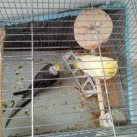 عروس هلندی|پرنده|پارس‌آباد, |دیوار