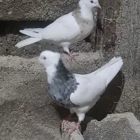 یک جفت طوقی کاکلی جفت سه میلیون|پرنده|شراء, |دیوار