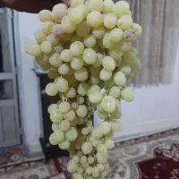 انگور برای کشمش یک تن کیلویی ۸۰ بفروش میرسد|خوردنی و آشامیدنی|بروجرد, |دیوار