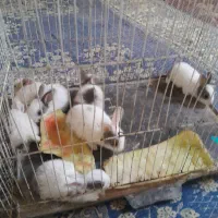 7 عدد بچه خرگوش خانگی سالم و سرحال