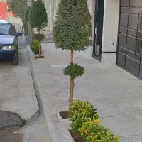 خدمات تخصصی و حرفه ای باغبانی وفضای سبز|خدمات باغبانی و درختکاری|سنندج, |دیوار