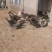 بوقلمون نر و ماده