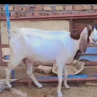 بز‌مری‌سه‌قلوزا