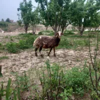 س عدد گوسفنده جوان داشتی ابست بروجردی مفت