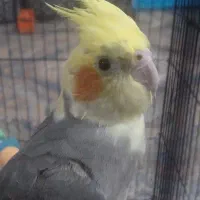 عروس با قفس