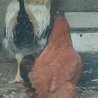 مرغ و خروس و کبوتر