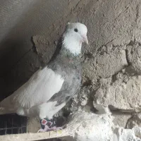 طوقی