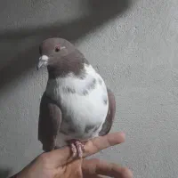 کفتر گم شده|پرنده|وحیدیه, |دیوار