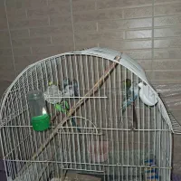 جفت مولد مرغ عشق و چهار جوجه به همراه قفس و وسایل|پرنده|هشتگرد, اردهه|دیوار