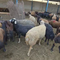 گله گوسفند میش افشاری بره|حیوانات مزرعه|اصفهان, بهارستان|دیوار