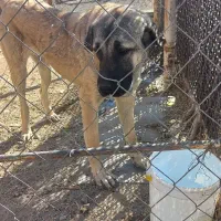 عراقی ماده 10ماه|سگ|زنجان, |دیوار