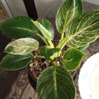 برکلین سانسوریا بابا آدم زامفولیا