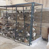 کفتر کبوتر پرنده قفس گنجه نبشی جفتکنی اهن