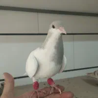 کفتریا کبوتر|پرنده|اقبالیه, |دیوار