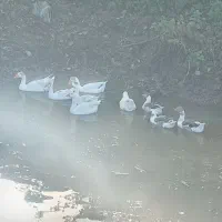 غاز و اردک محلی