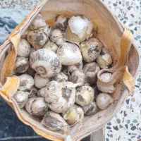 موسیر تازه وحشی