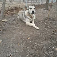 سگ واگذاری|سگ|ارومیه, |دیوار