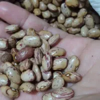 لوبیاچیتی .نارنج