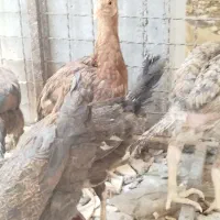 تعدادی جوجه شروبه ای،نوچه