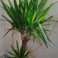 درختچه یوکا