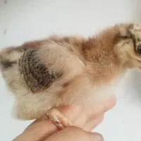 جوجه برهما