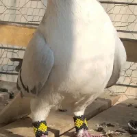 کبوتر نر ساده سبز