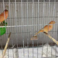 قناری جفت رد فکتور کاکلی رو تخم